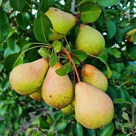 Historic Vineyard Retreat - 1785 Country In Peral *