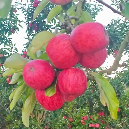 Historic Vineyard Retreat - 1785 Country In Peral Ferienhaus Peral (Lisbon)