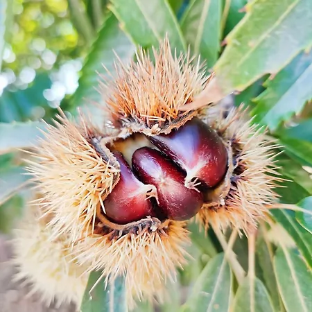 Historic Vineyard Retreat - 1785 Country In Peral *