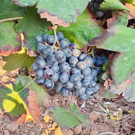 Historic Vineyard Retreat - 1785 Country In Peral Ferienhaus *