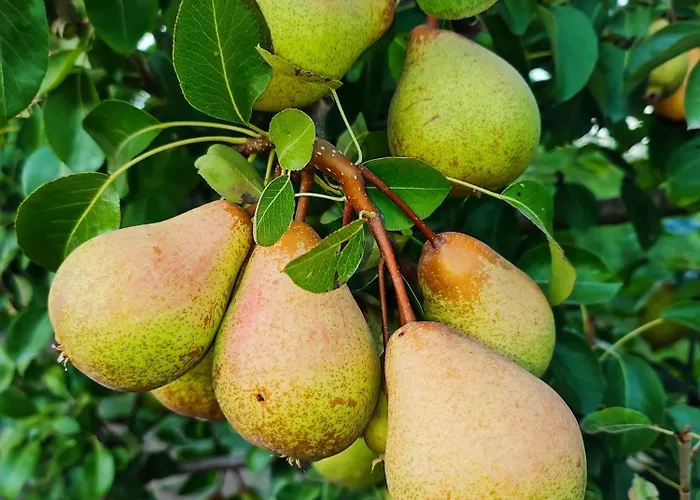 Historic Vineyard Retreat - 1785 Country In Peral *