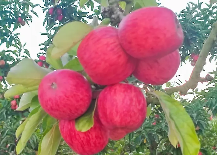 Historic Vineyard Retreat - 1785 Country In Peral Semesterbostad Peral (Lisbon)