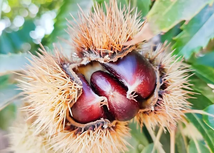 Historic Vineyard Retreat - 1785 Country In Peral *