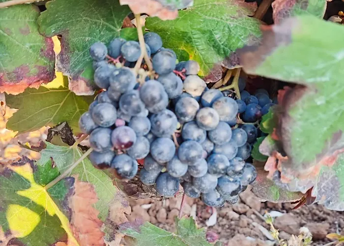 Historic Vineyard Retreat - 1785 Country In Peral Semesterbostad *